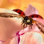 Ladybird Taking Flight