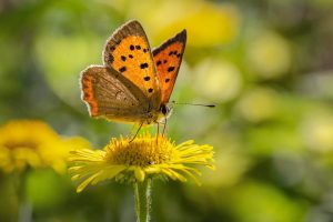The Small Copper Butterfly by Steve Lewington