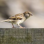 Sparrow with food