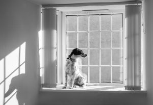 Watching the world go by + Sue Callis