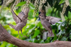 Fighting Juvenile Starlings + S.Lewington