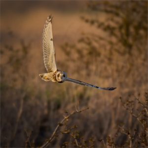 Short Eared Owl on the Hunt + S.Lewington W4.21