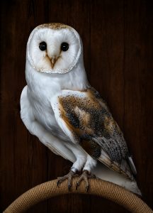 barn owl 2 + Peter French