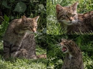 Scottish Wild Cats + Bob Glyde