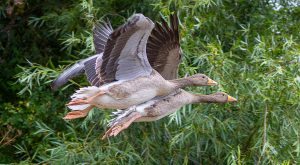 Greylags In Flight + Peter French