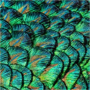 Peacock Feathers + Sue Callis