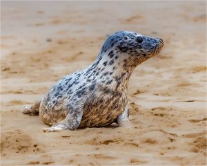 Seal Pup + Sue Callis