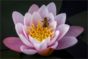 Bee On A Lilly + Sean Callis
