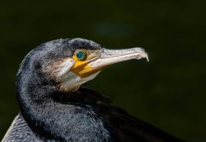 Bluewater Cormorant + Peter French