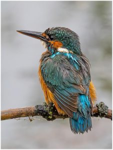 Female Kingfisher July 2024 + Peter French