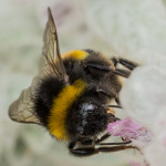 Wasp