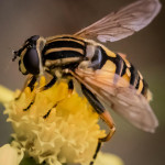 Fly