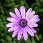 African Daisy