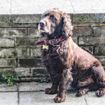 Bedfords Dog
