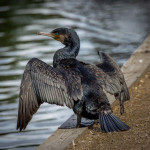 Cormorant