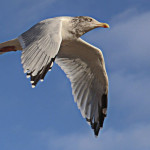 SeaGull