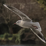 Flying Seagull