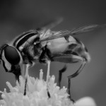 Fly